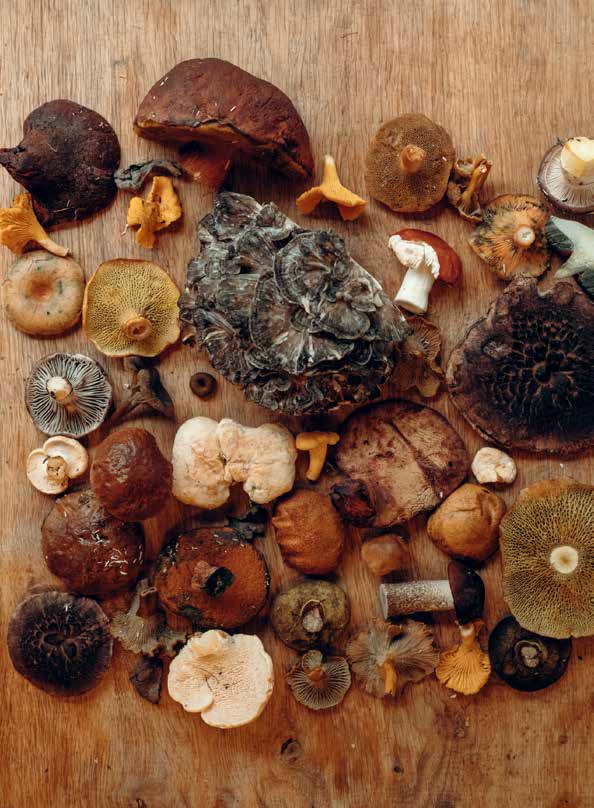 Overfølsomhed og Giftighed