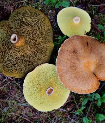 Hollow-stemmed suillus
