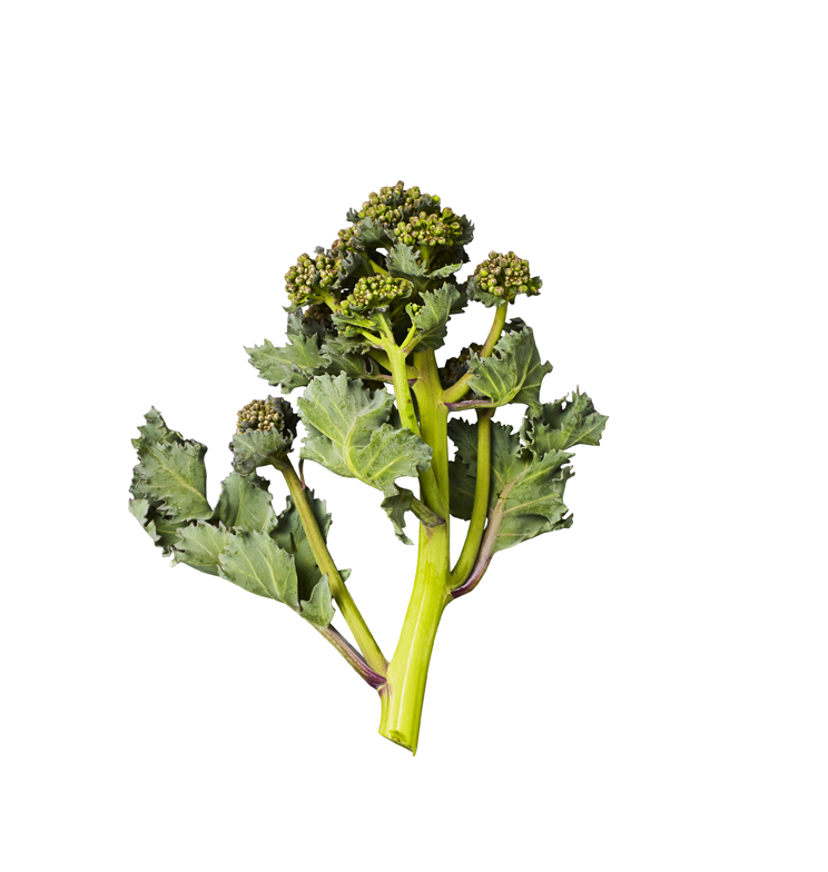 Sea Kale